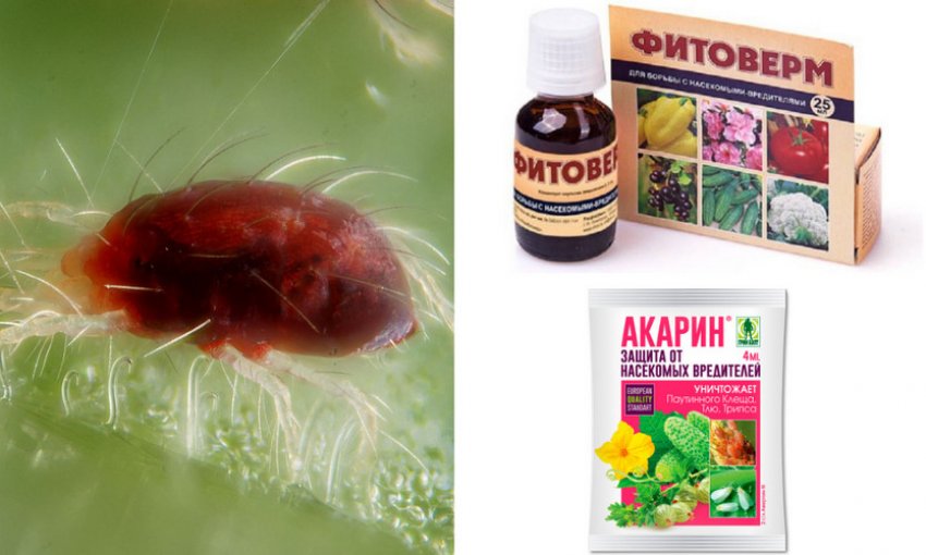 Препарати для боротьби з павутинним кліщом