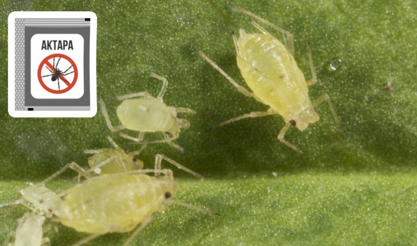 Препарат для боротьби з тлям