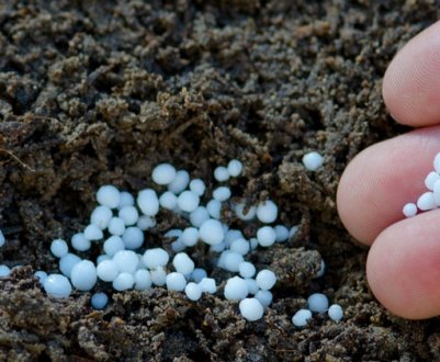 Що можна годувати кедром?