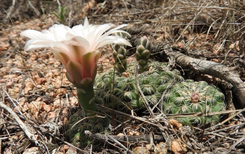 Гимнокаліциум крихітний