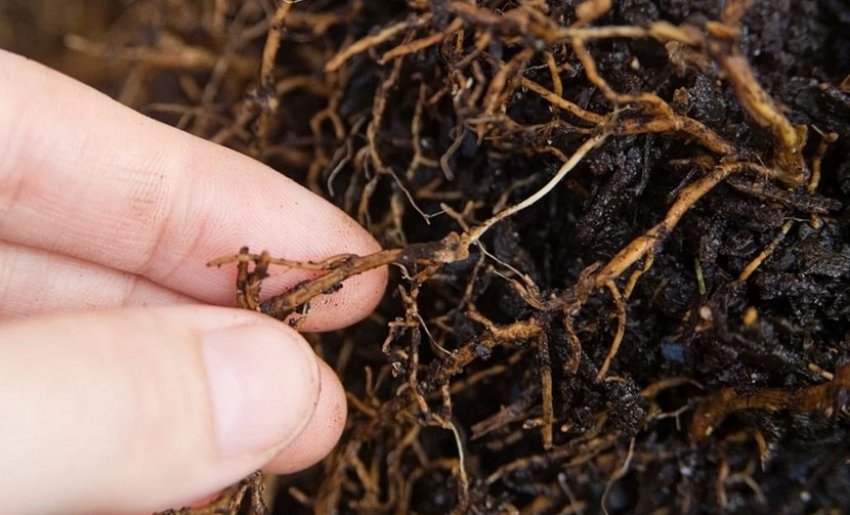 Коренева гниль примули