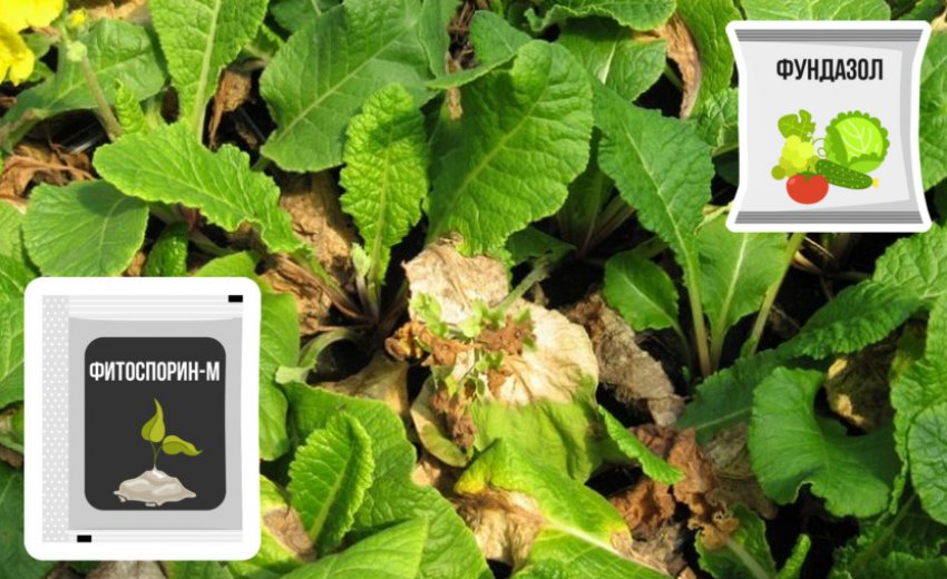 Препарати для боротьби з сірою гниллю примули