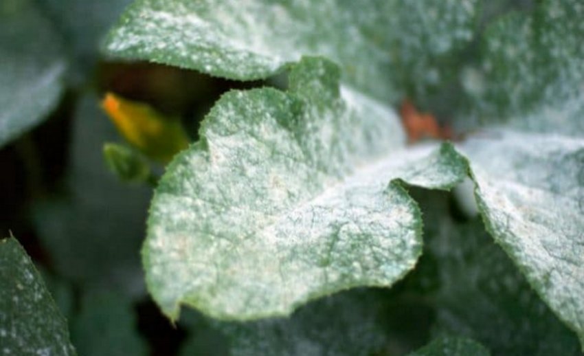 Мучниста роса на примулі