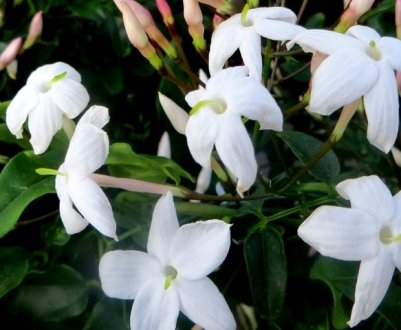 Жасмин багатоквітковий: догляд в домашніх умовах