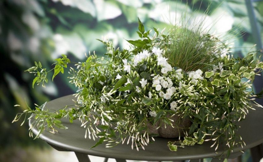 Жасмин многоцветковый