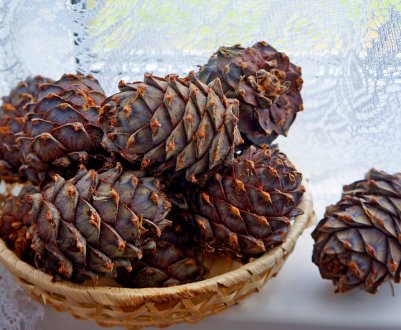 Як відмити смолу з кедрових шишок