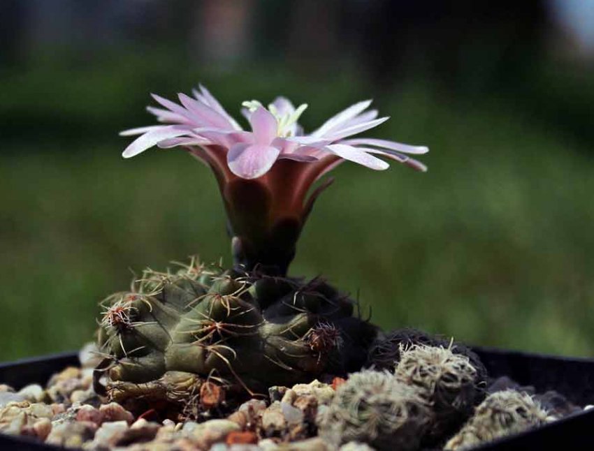 Гимнокаліциум мелкоцветный
