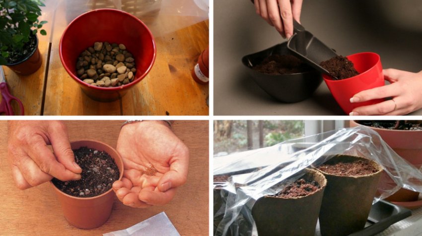 Розмноження примули насінням