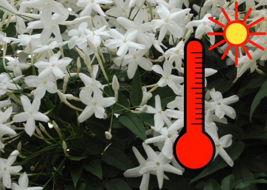 Оптимальна температура повітря для вирощування