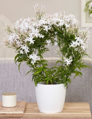 Жасмин поліянтовий