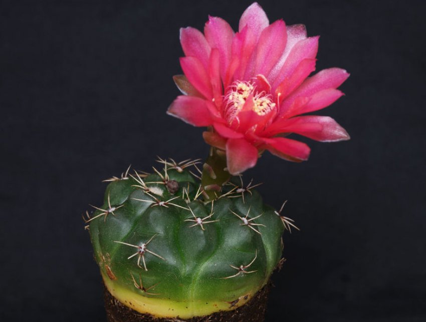 Гимнокаліциум балдианум