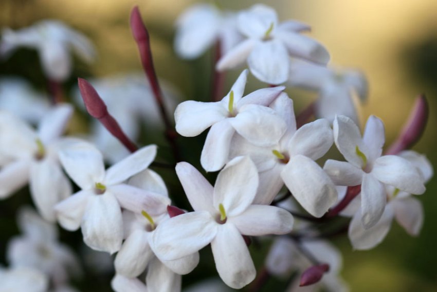 Жасмин поліантовий