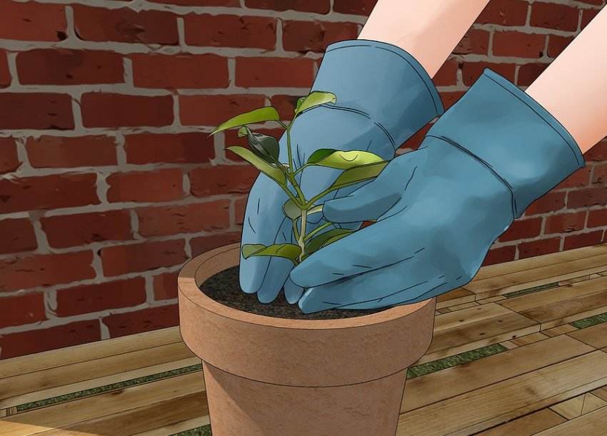 Посадження жасміну у горщик