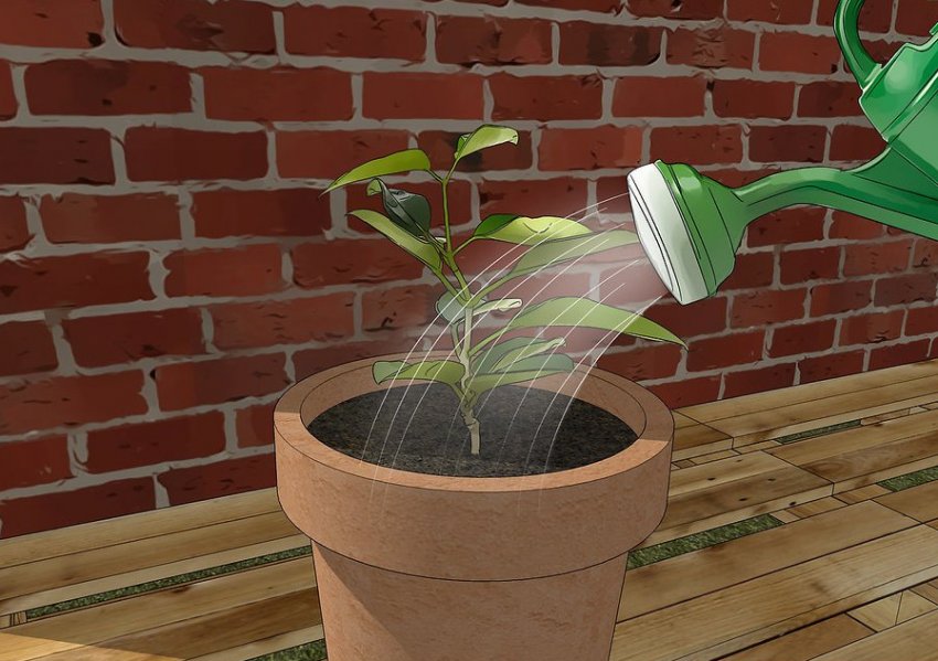 Полив жасміну