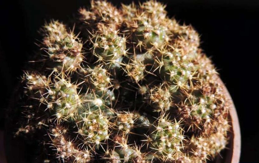 Гимнокаліциум Аниситса