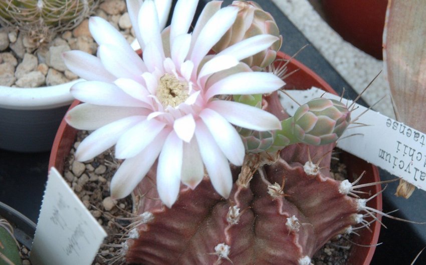 Гимнокаліциум Фрідріха