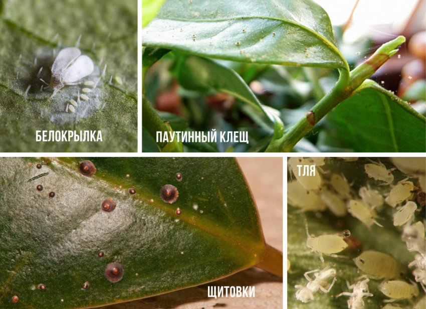 Шкідники кімнатного жасмину