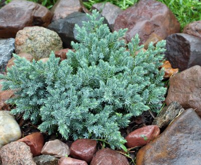 Опис та вирощування можжевельника чешуйчастого