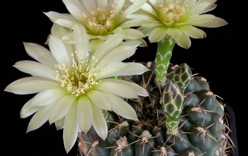 Гимнокаліциум Шредера