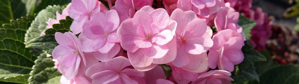 Опис та використання гортензії "You and Me Forever"