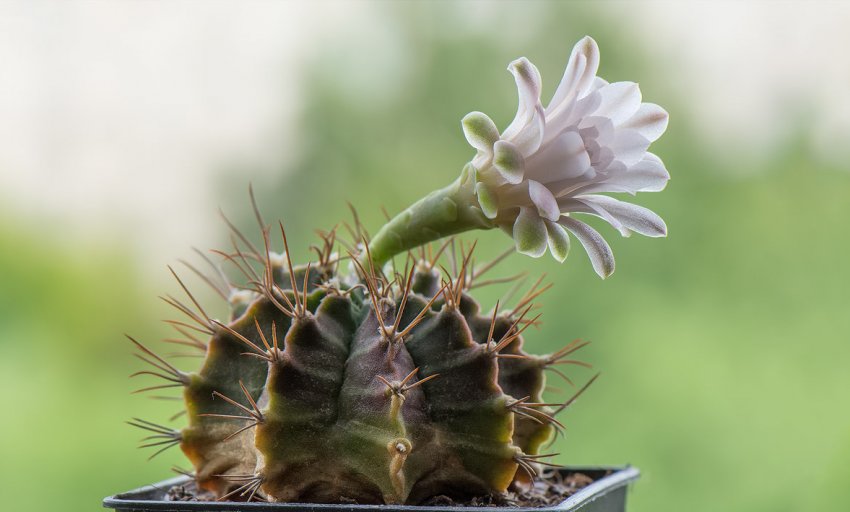 Гимнокаліциум