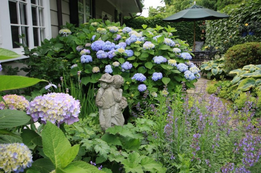 Гортензія в ландшафтному дизайні