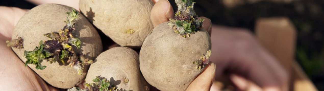 Українські вчені отримують елітні сорти картоплі шляхом прискореного методу