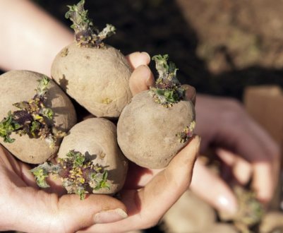 Українські вчені отримують елітні сорти картоплі шляхом прискореного методу