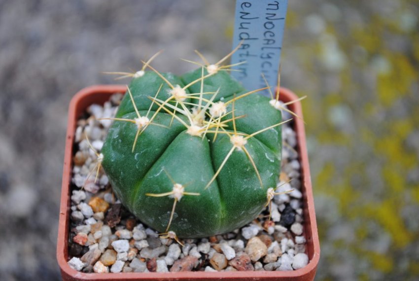 Гимнокаліциум