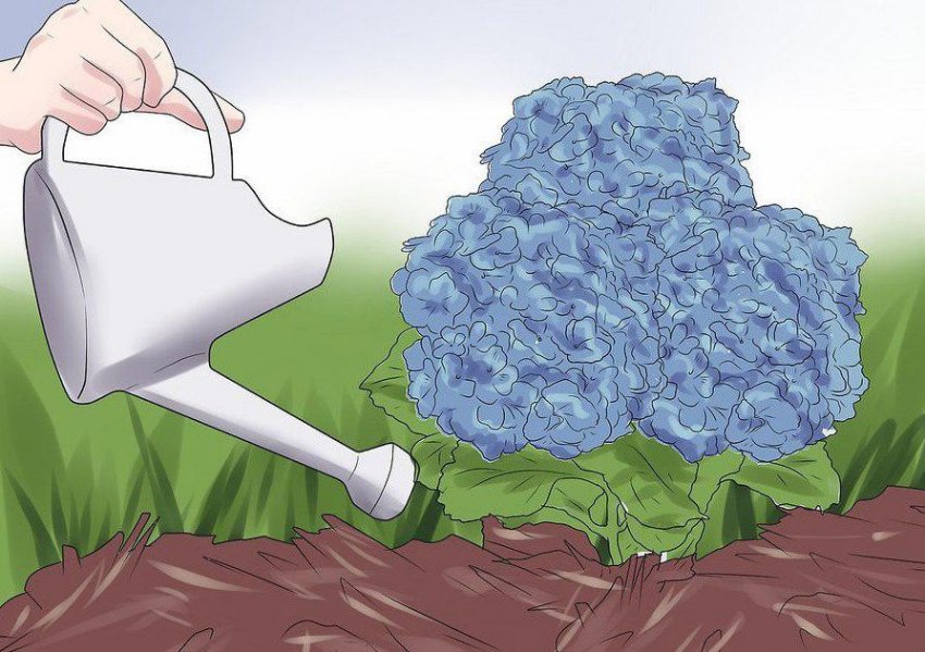 Полив гортензії