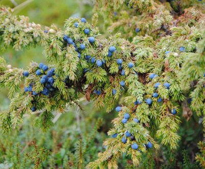 Опис видів та сортів можжевельника