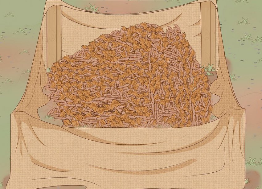 Укриття гортензії на зиму