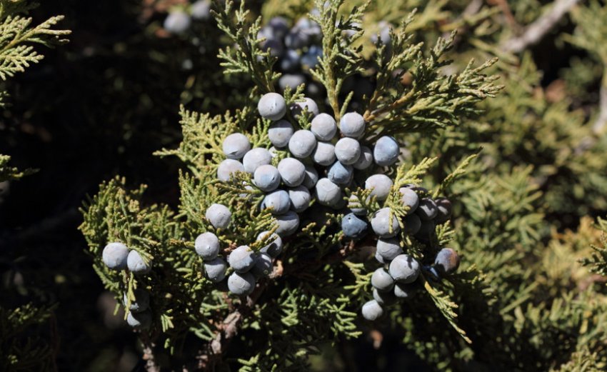 Можжевельник Високий Можжевельник Високий