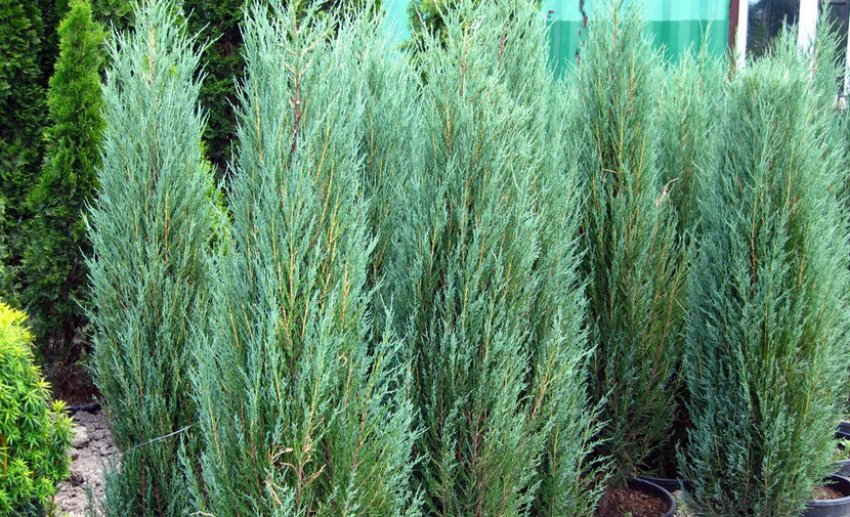 Пірамідальний можжевельник Пірамідальний можжевельник