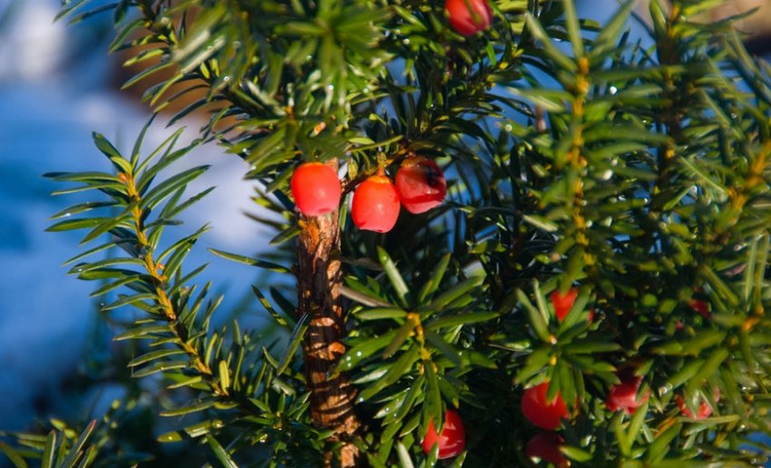 Колючий можжевельник Колючий можжевельник