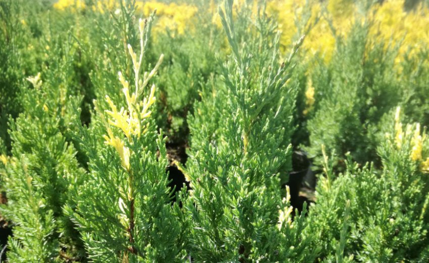 Можжевельник китайський Можжевельник китайський