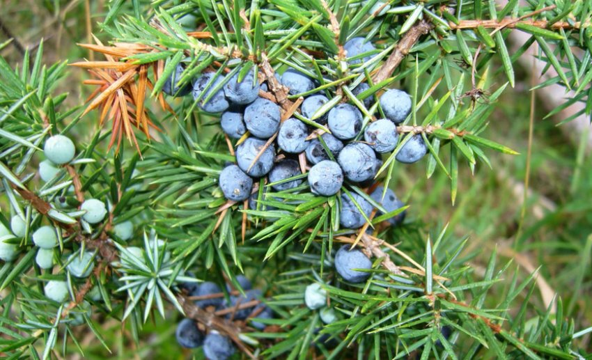 Можжевельник звичайний Можжевельник звичайний