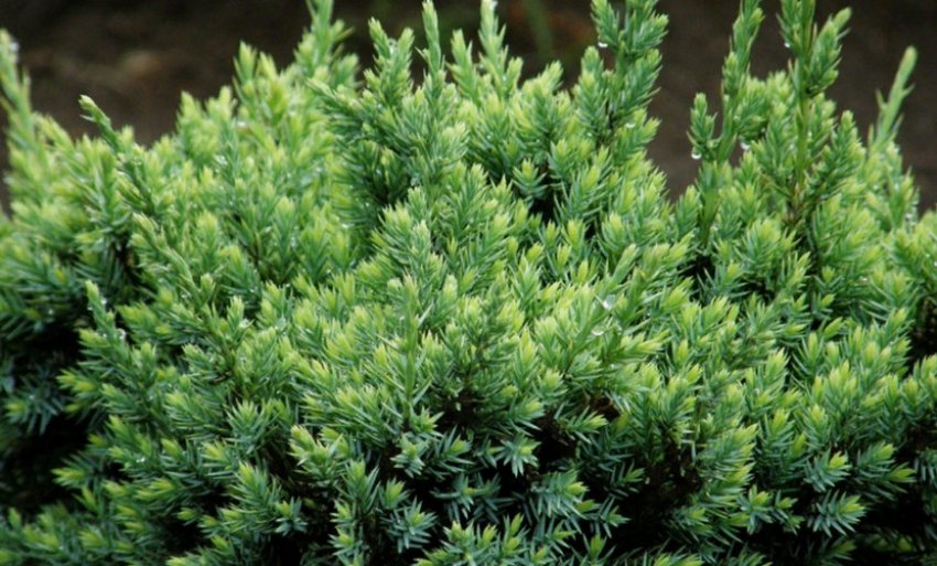 Можжевельник чешуйчатий Можжевельник чешуйчатий