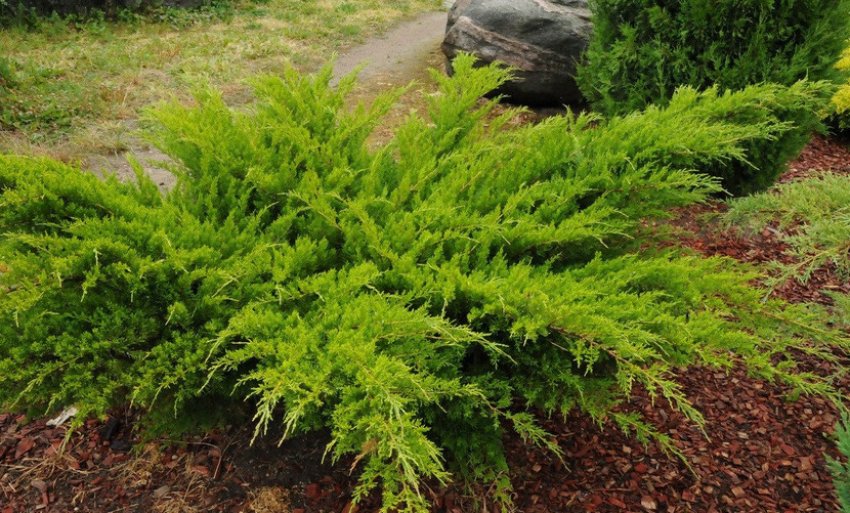 Можжевельник розлогий Можжевельник розлогий