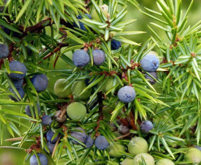 Особливості кореневої системи можжевельника