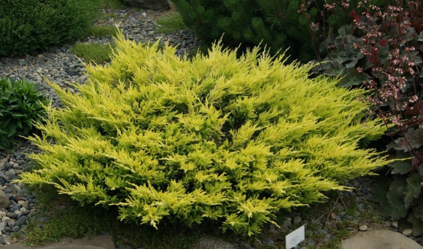 Можжевельник горизонтальний Можжевельник горизонтальний