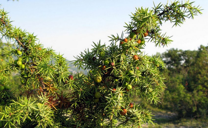 Можжевельник дельтовидний Можжевельник дельтовидний