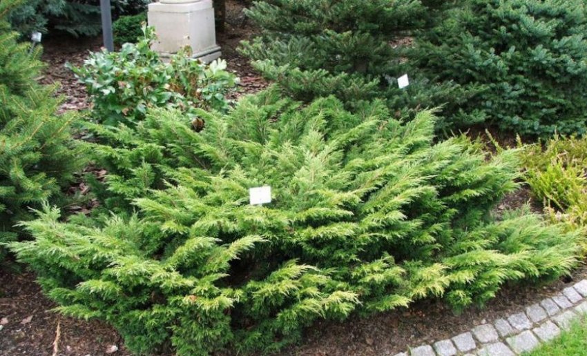 Можжевельник садовий Можжевельник садовий