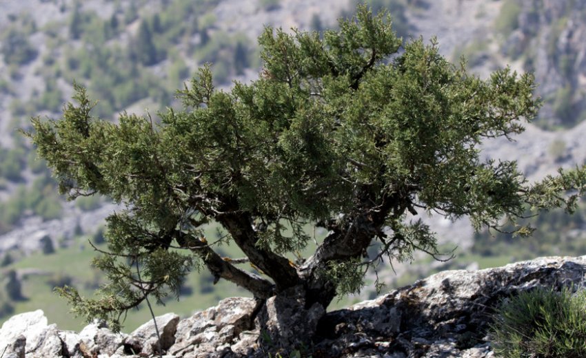 Східноафриканський можжевельник Східноафриканський можжевельник