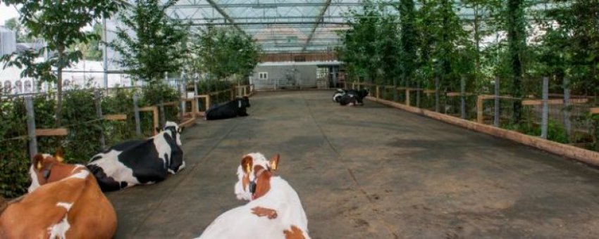 Сад для корів планують створити в Німеччині Сад для корів планують створити в Німеччині