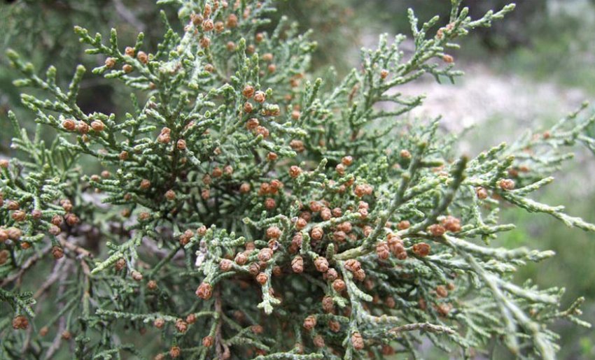 Гірський можжевельник Гірський можжевельник