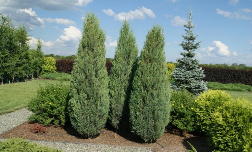 Скельний можжевельник Скельний можжевельник