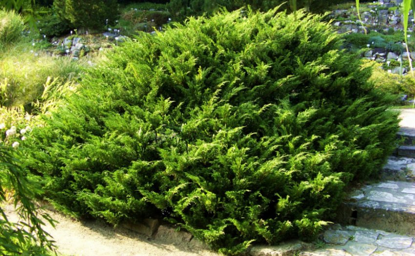 Можжевельник козацький Можжевельник козацький