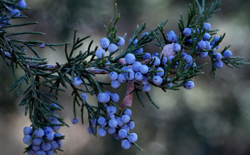 Гілка ялиці Гілка ялиці