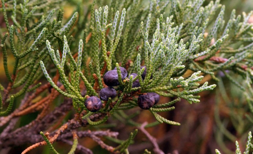 Можжевельник Сержант Можжевельник Сержант